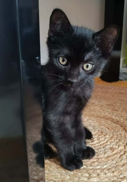 GUINNESS ADOPTABLE AVEC UN CHAT DÉJÀ PRÉSENT CHEZ VOUS