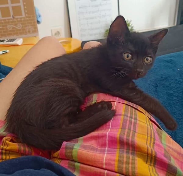 GUINNESS ADOPTABLE AVEC UN CHAT DÉJÀ PRÉSENT CHEZ VOUS