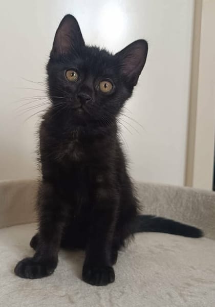 GUINNESS ADOPTABLE AVEC UN CHAT DÉJÀ PRÉSENT CHEZ VOUS