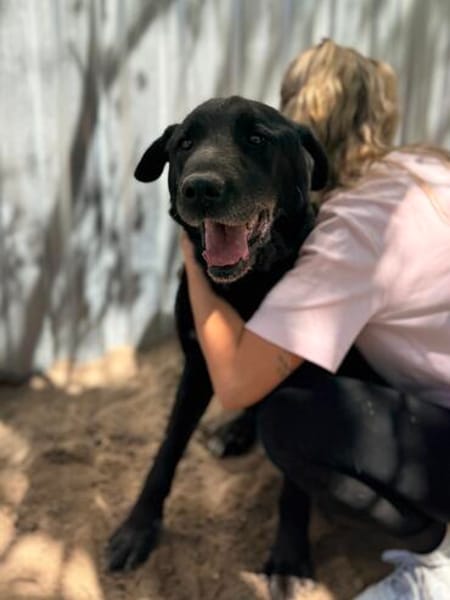 Betyar- treuer Senior mit großem Herzen🧡