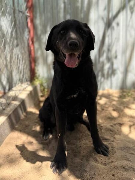 Betyar- treuer Senior mit großem Herzen🧡
