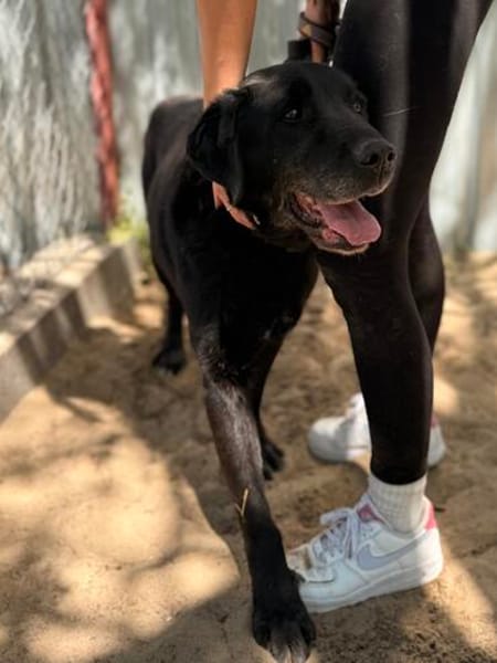 Betyar- treuer Senior mit großem Herzen🧡