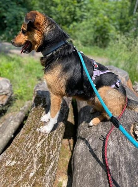 Woody sucht ganz dringend ein neues Zuhause