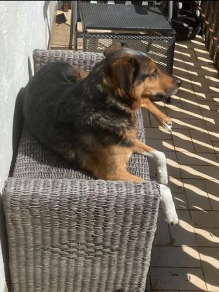 Woody sucht ganz dringend ein neues Zuhause