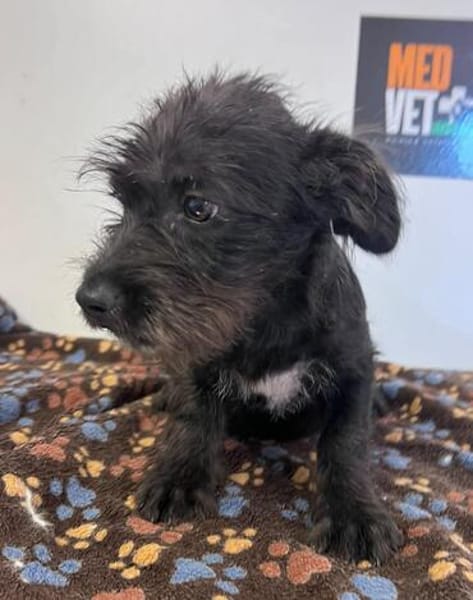 Wuselchen  BLACKY, 4-5 Mon.