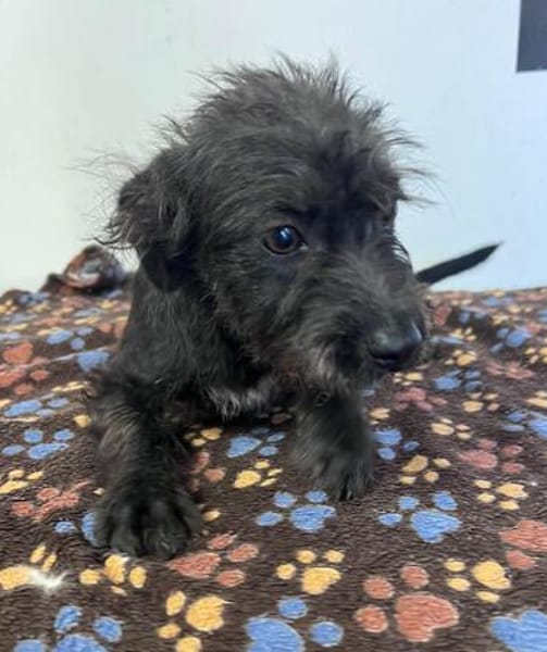 Wuselchen  BLACKY, 4-5 Mon.