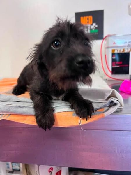 Wuselchen  BLACKY, 4-5 Mon.