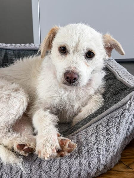 Blanca, kleine Kuschelmaus zum Verlieben