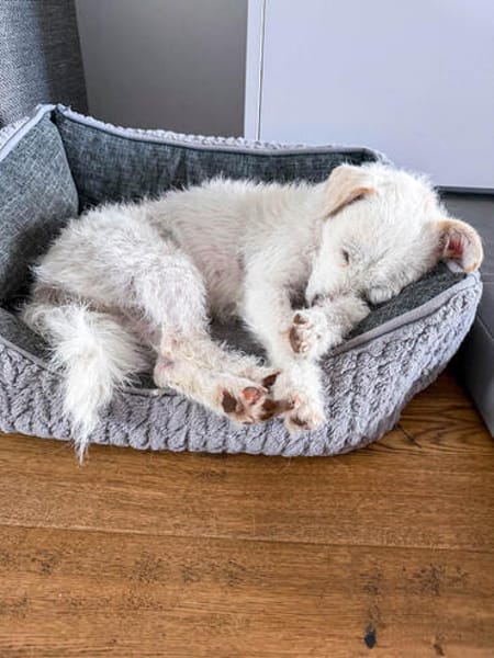 Blanca, kleine Kuschelmaus zum Verlieben