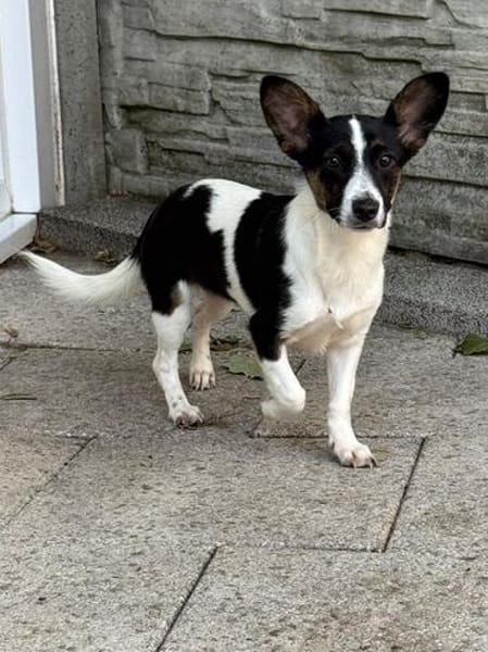 TILLY-wunderschöne Welpen-Mischlings-Hündin 29 cm
