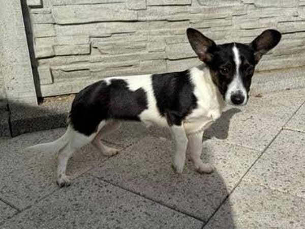 TILLY-wunderschöne Welpen-Mischlings-Hündin 29 cm