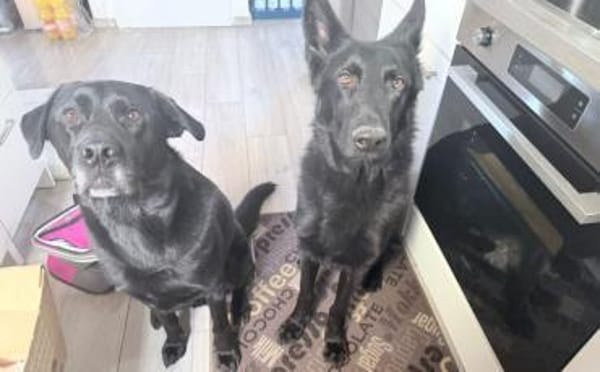 Storm sucht ein Zuhause