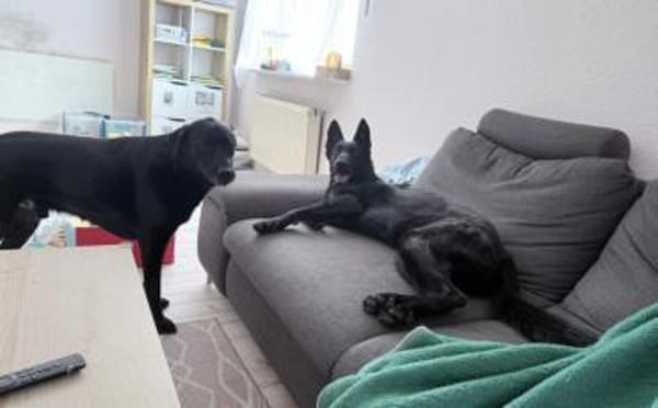 Storm sucht ein Zuhause