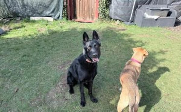 Storm sucht ein Zuhause
