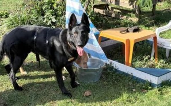 Storm sucht ein Zuhause