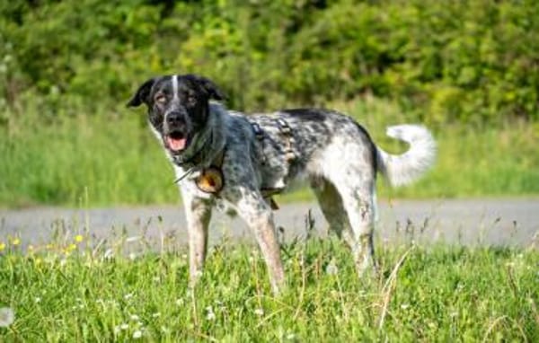 Bubbi sucht ein neues Zuhause