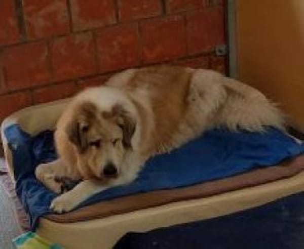 Tulla