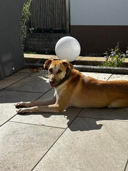 Die liebe Phoebe sucht ihr Zuhause