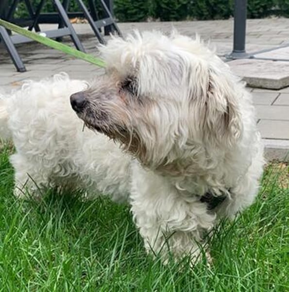 Coqui° in 86529 Schrobenhausen