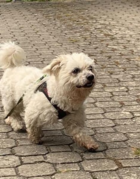 Coqui° in 86529 Schrobenhausen
