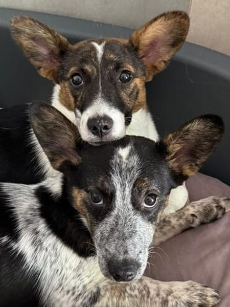 TIARA-zuckersüße Welpen-Mischlings-Hündin 31 cm