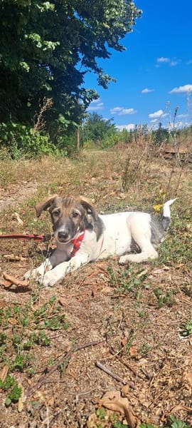 Mowgli, kleiner Hund sucht neue Familie