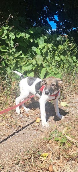 Mowgli, kleiner Hund sucht neue Familie