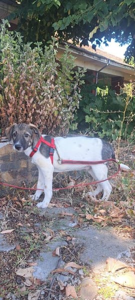 Mowgli, kleiner Hund sucht neue Familie