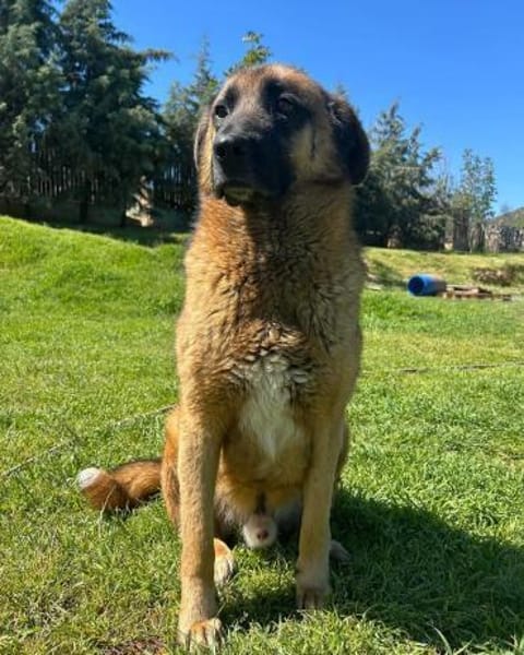 Tyson sucht sein Zuhause