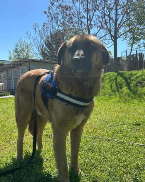 Tyson sucht sein Zuhause