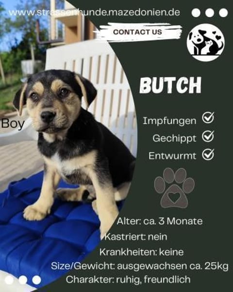 3 Welpen suchen ihr Zuhause