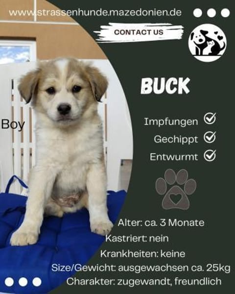 3 Welpen suchen ihr Zuhause