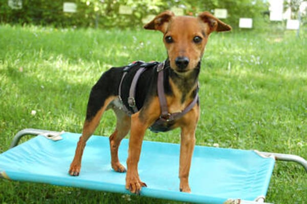 MISS JESSY, treue Begleiterin mit Charme