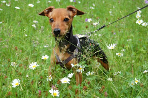 MISS JESSY, treue Begleiterin mit Charme
