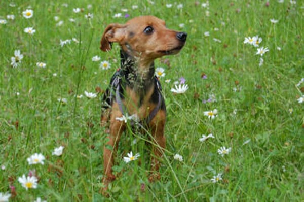 MISS JESSY, treue Begleiterin mit Charme