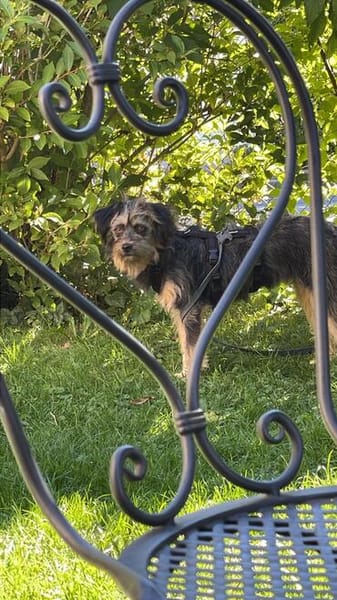 Coco, ein kleines, unkompliziertes Hundemädchen