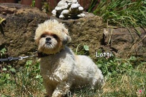 LOTTI