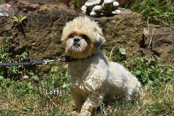 LOTTI