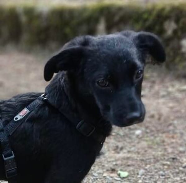 Netty, das zarte Hundemädchen