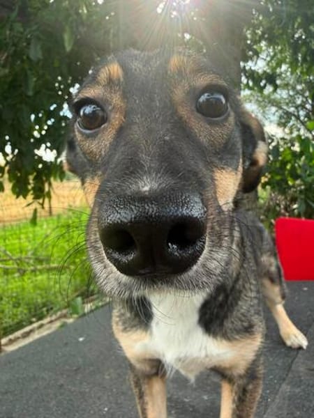 POKA ❤🐾 kleines Hundemädchen ca.1,3 Jahre