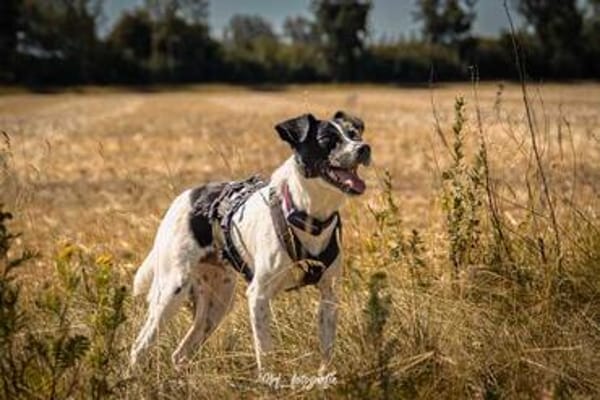 BINO -Kuschelbär sucht Herzenszuhause-