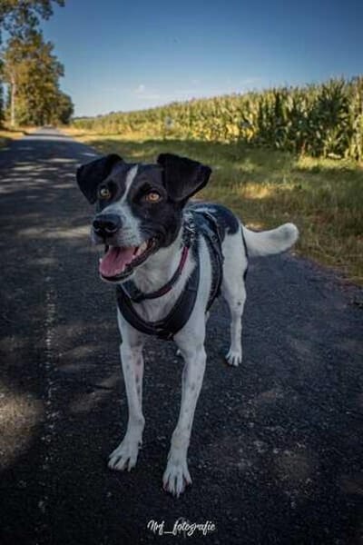 BINO -Kuschelbär sucht Herzenszuhause-