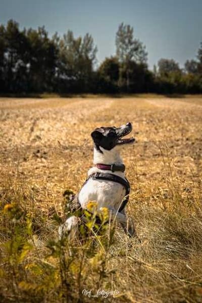 BINO -Kuschelbär sucht Herzenszuhause-