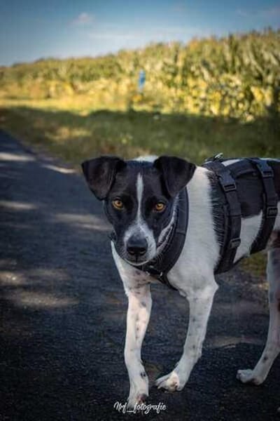 BINO -Kuschelbär sucht Herzenszuhause-