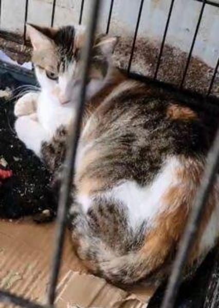 Zarte Romy sucht Ihr Glück