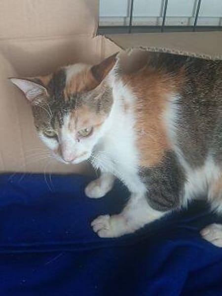 Zarte Romy sucht Ihr Glück