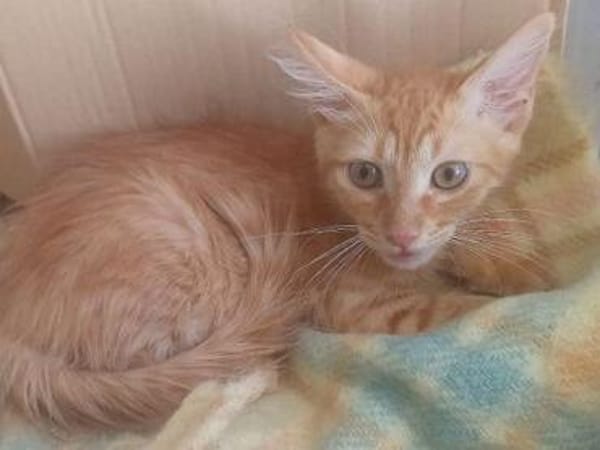 Kleiner Kater Julio möchte mit Dir die Welt entdecken