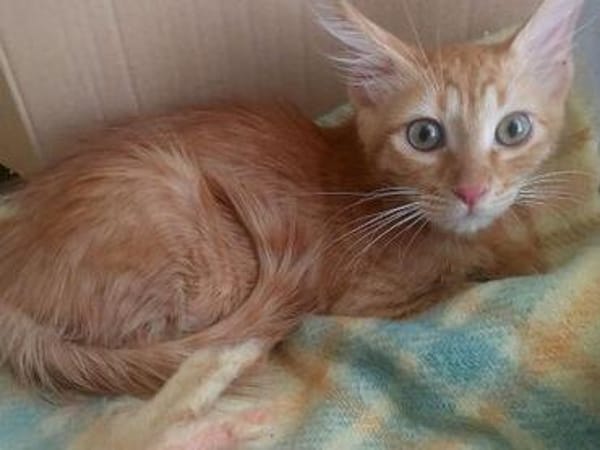 Kleiner Kater Julio möchte mit Dir die Welt entdecken