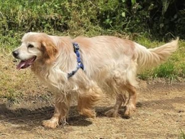Setter-Mix Sebastian liebt Spaziergänge
