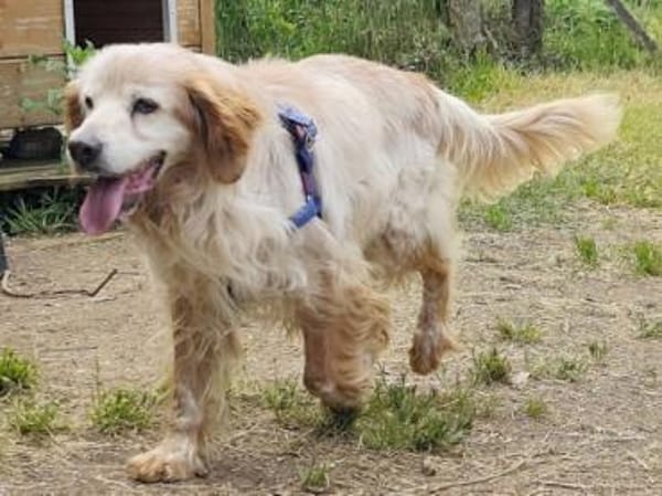 Setter-Mix Sebastian liebt Spaziergänge